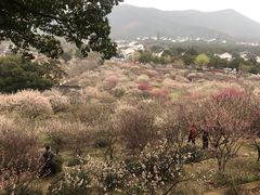 -香雪海