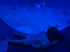 -烟台海昌鲸鲨海洋公园