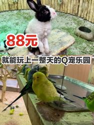 -七巧国萌宠乐园(龙湖天街店)