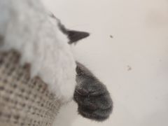 -藏猫猫咖啡主题馆(中央大道店)