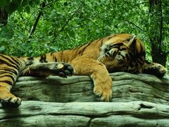 -北京野生动物园