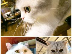 -more than meow吴止猫主题餐厅(承德 中船汇店)