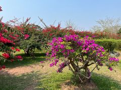 -中国科学院西双版纳热带植物园