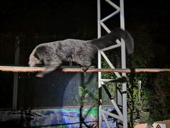 -清迈夜间动物园