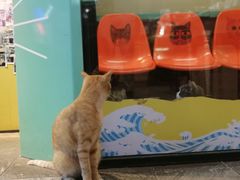 -猫咪博物馆(顶澳仔猫街店)