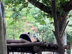 -都江堰中华大熊猫苑