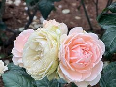 -人民公园(罗湖区)