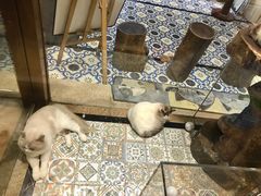 -more than meow吴止猫主题餐厅(承德 中船汇店)