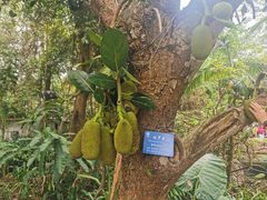 -中国科学院西双版纳热带植物园
