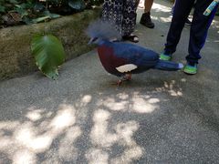 -新加坡飞禽公园