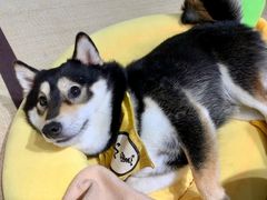 -逗柴咖啡屋·狗咖猫咖宠物桌游