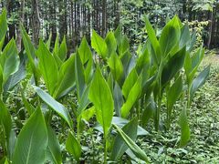 -桤木河湿地公园