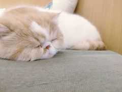 -CAT’S MEWSTAR CAFE·喵星球猫屋(晴湾咖啡店)