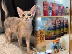 -猫十亿·布偶金渐层·曼基康矮脚猫舍(青年路店)