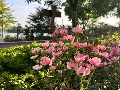 -顾村公园