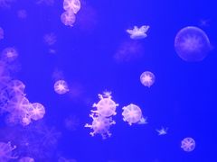 -海合安武汉极地海洋公园