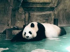 -成都泰迪熊博物馆