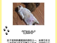 -翊宠yipet猫狗购宠庄园犬舍•猫舍