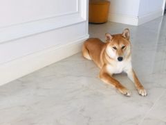 -喜多萌中农锦绣动物医院24H·猫科·牙科MRI·CT