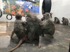 -西安秦岭野生动物园