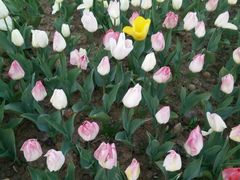 -瑶湖郊野森林公园