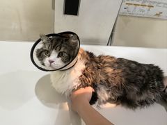 -艾贝尔宠物医院·24H转诊中心·肿瘤猫专科(江宁双龙店)