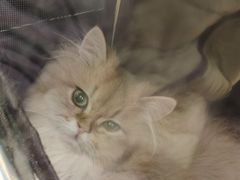 -瑞派·关忠动物医院·猫专科·犬专科(三环新城店)