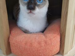 -Heymao猫咖.咖啡厅(东门店)