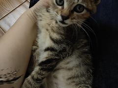 -派特宠物医院(圆融广场店)