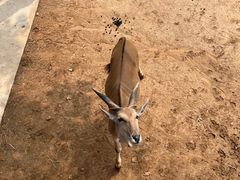 -西霞口神雕山野生动物世界