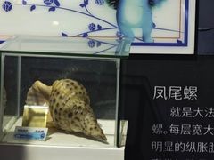 -贝壳梦幻世界