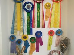 -Husky Go! 哈士奇体验馆·宠物咖啡厅狗咖