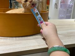 -藏猫猫咖啡主题馆(中央大道店)