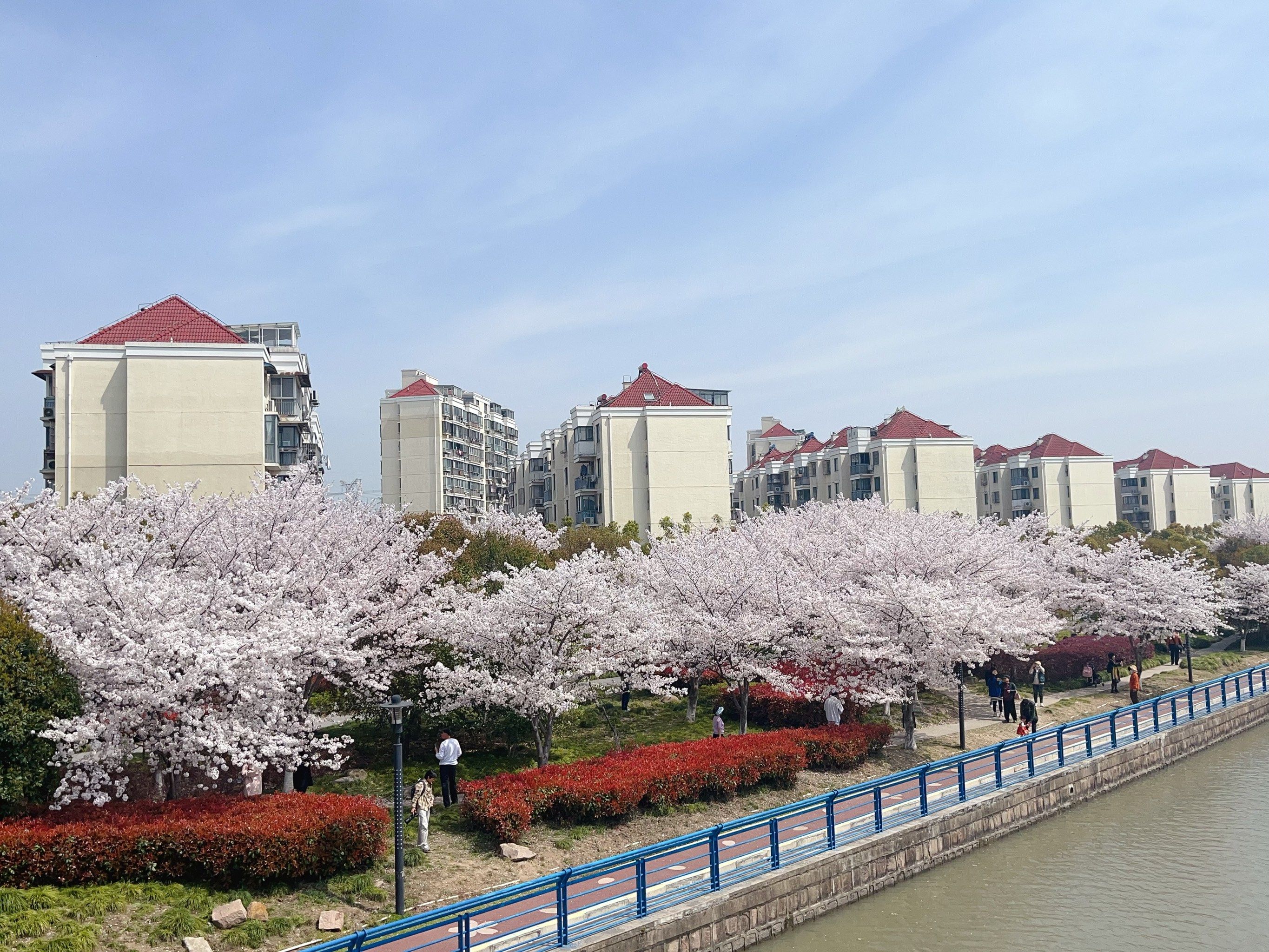 1日的樱花园沿河的的樱花都开了.中午时分人不少