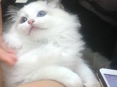 -lincat·猫舍(广州店)