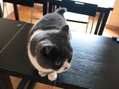 -猫音日语留学培训