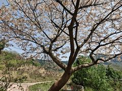 -舒家湾天主教堂