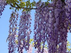 -嘉定紫藤园