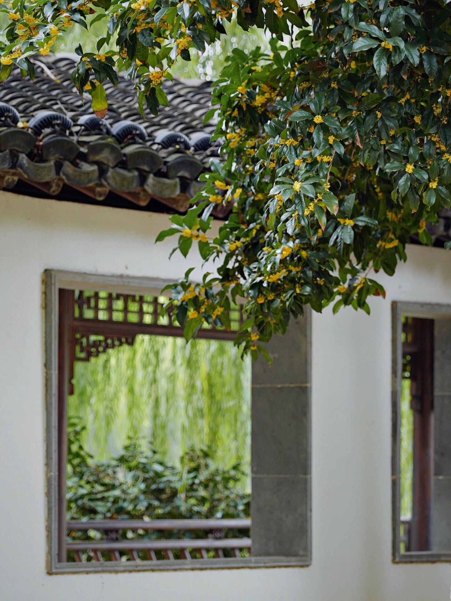南京|这里桂花太美,我以为闯入了古画