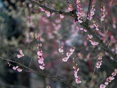 -梅花山(明孝陵内)