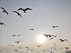 -星海湾跨海大桥