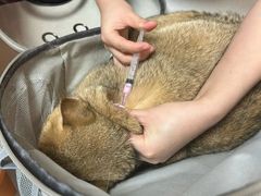 -瑞派康怡24h宠物医院·犬猫医疗中心·微创绝育(瑞景分院)