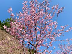 -广州市流溪河国家森林公园