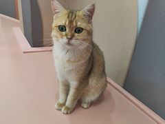 -1013 PET SHOP 宠物商店(近铁城市广场店)