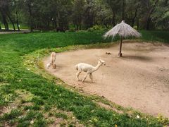 -北京野生动物园