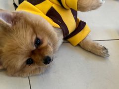 -怪兽屋·羊驼·猫咖·狗咖(俊华广场店)