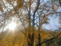 -千年银杏谷文化旅游区