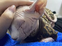 -纳吉亚猫专科动物医院博雅分院