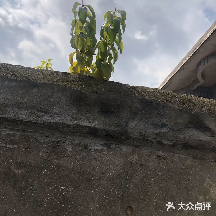 真正的高尚不是单纯的美好