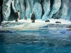 -帝企鹅自助餐厅•儿童岛•真企鹅(长隆企鹅酒店)